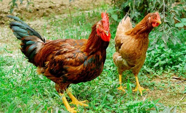 Gà ta thả vườn là nguyên liệu chính làm chả gà