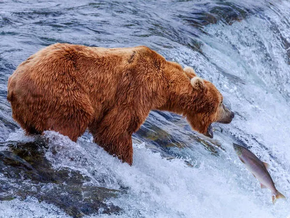 Gấu nâu bắt cá hồi tại Vườn Quốc gia Katmai, Alaska.