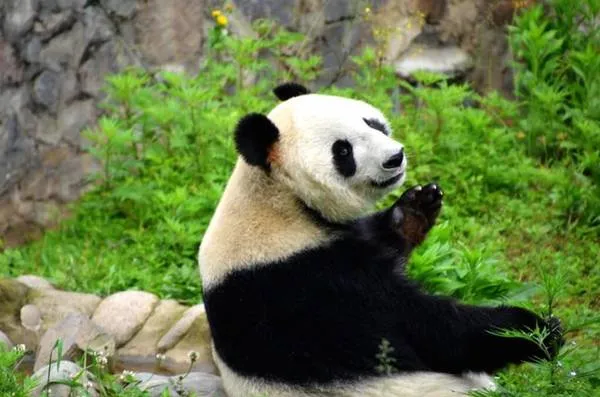 Gấu trúc con đang chơi đùa tại Panda Ark