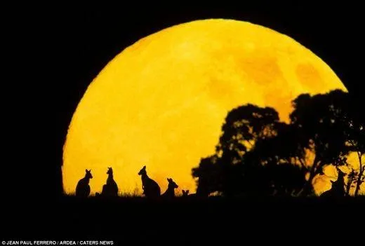 Gia đình Kangaroo nghỉ ngơi trên bãi cỏ lúc hoàng hôn, với ánh nắng vàng cam bao phủ.