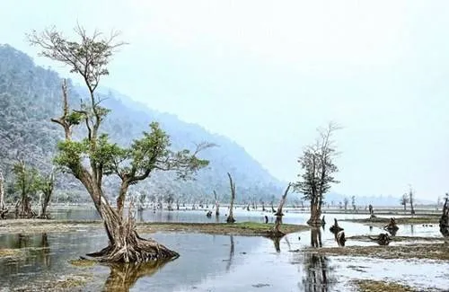 Gốc cây khô tạo nên cảnh quan độc đáo