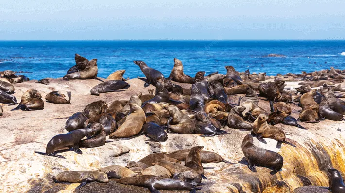 Hải cẩu tại Seal Island