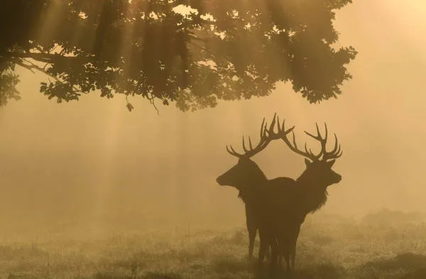 Hai chú nai trong sương sớm mùa thu tại công viên Richmond, London, Anh. Ảnh: Toby Melville/Reuters