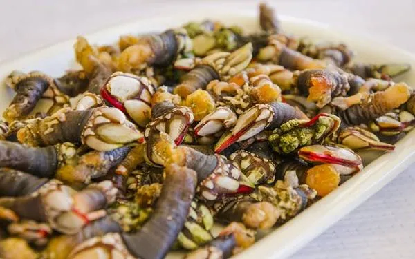 Hải sản Percebe tại Galicia, Tây Ban Nha