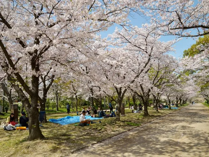 Hanami - Ngắm hoa anh đào tại Kyoto