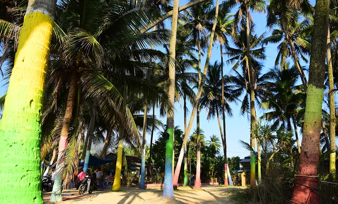 Hàng dừa rực rỡ sắc màu trên đảo Tam Hải.