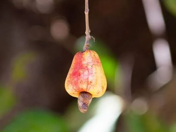 Hạt điều sống chứa chất độc nguy hiểm