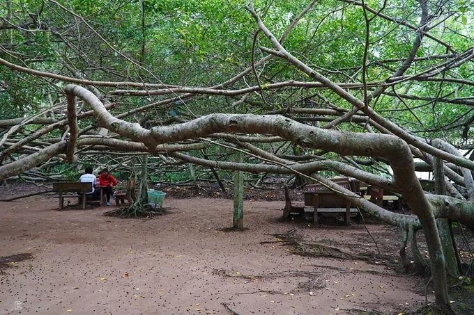 Hệ thống rễ cây chằng chịt tạo nên một không gian huyền bí, du khách phải cúi thấp người để len lỏi vào bên trong.