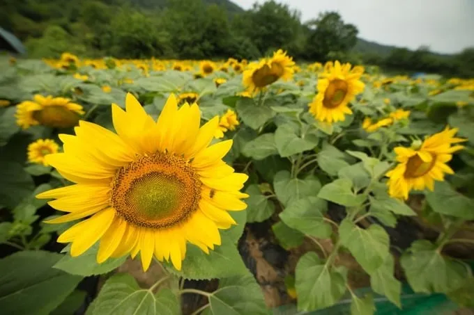Hình ảnh cận cảnh hoa hướng dương tại Yangpyeong.