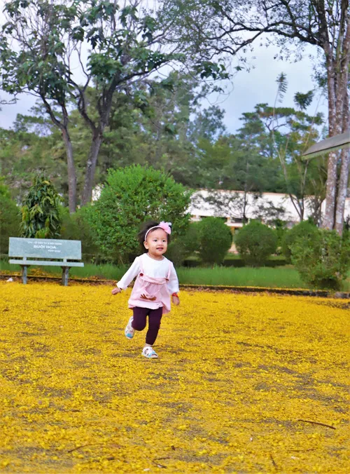 Hình ảnh hoa phượng vàng nở rộ trong nắng xuân.