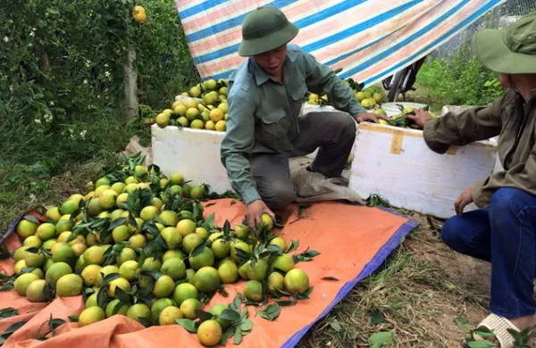 Hình ảnh thương lái thu mua cam Cao Phong