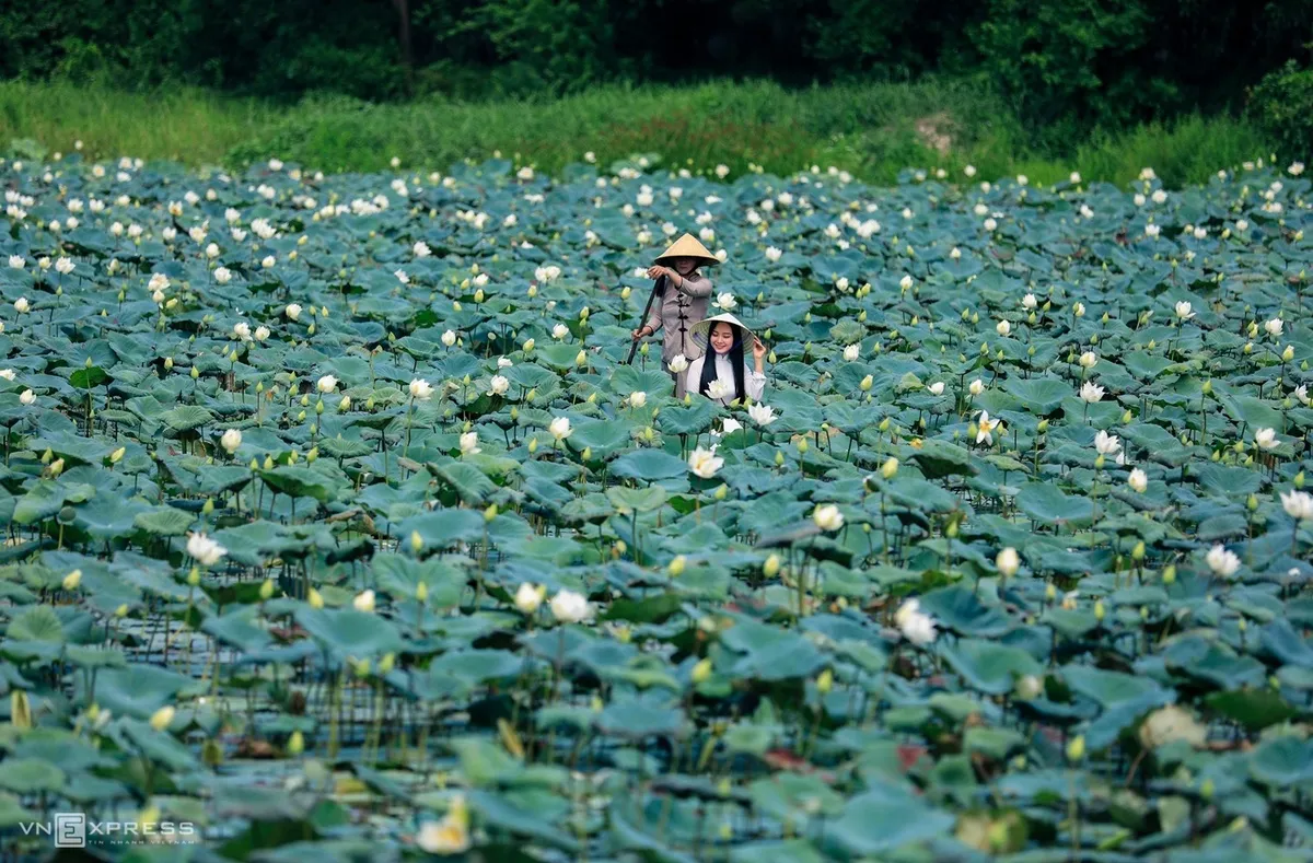 Hồ sen làng cổ Phước Tích