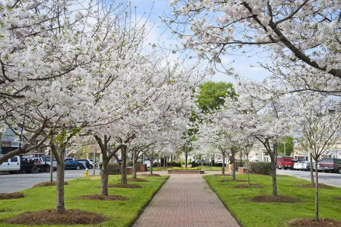 Hoa anh đào nở rộ tại Macon, Georgia, Mỹ