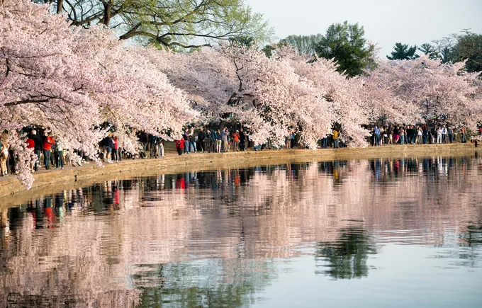 Hoa anh đào nở rộ ven hồ Tidal Basin, Washington D.C.