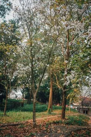 Hoa ban biểu tượng của núi rừng Tây Bắc