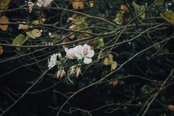 Hoa ban Điện Biên