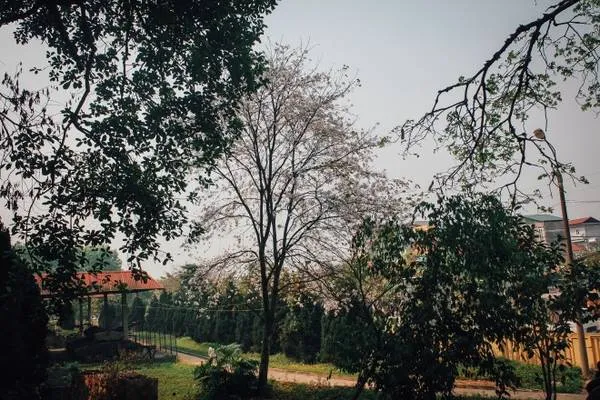 Hoa ban dọc đường Tây Bắc