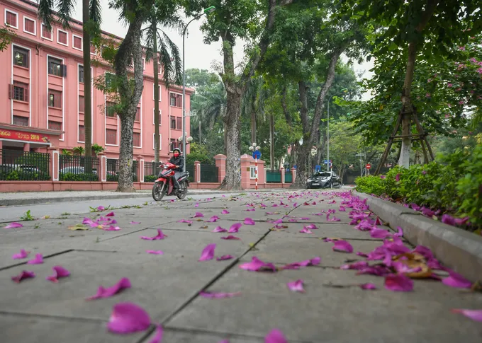 Hoa ban tím trên phố Hoàng Văn Thụ