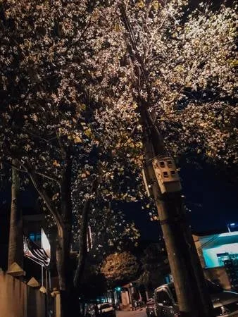 Hoa ban về đêm