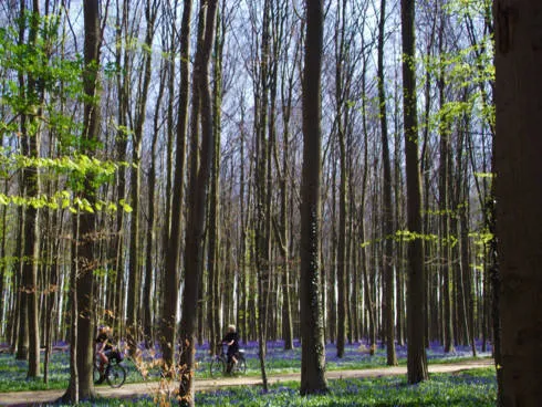 Hoa cát cánh nở rộ trong rừng Hallerbos. Nguồn ảnh: iVIVU