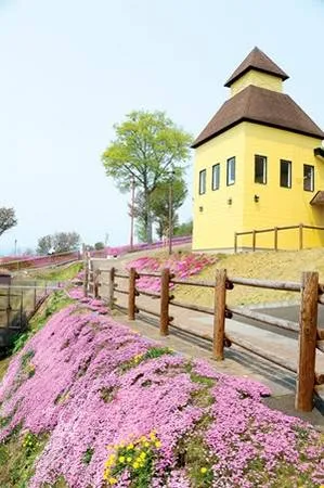 Hoa chi anh - loài hoa dại nổi bật của Hokkaido