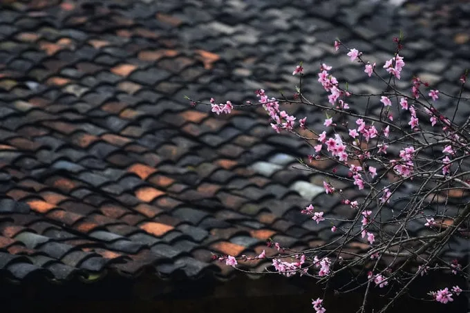 Hoa đào nở rộ trên mái ngói âm dương