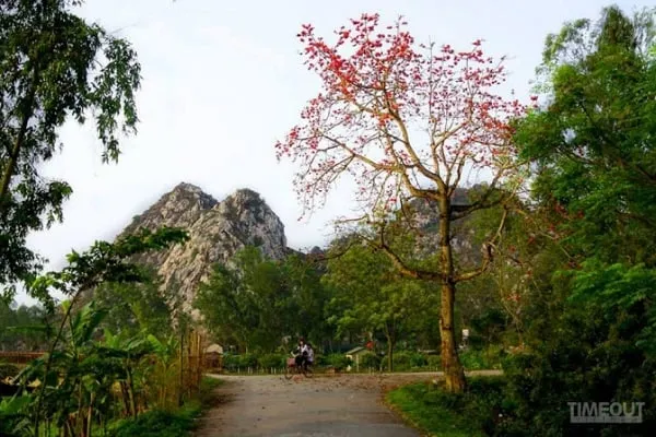 Hoa gạo đỏ rực trên cành cây khẳng khiu
