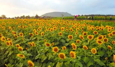 Hoa hướng dương Nghệ An