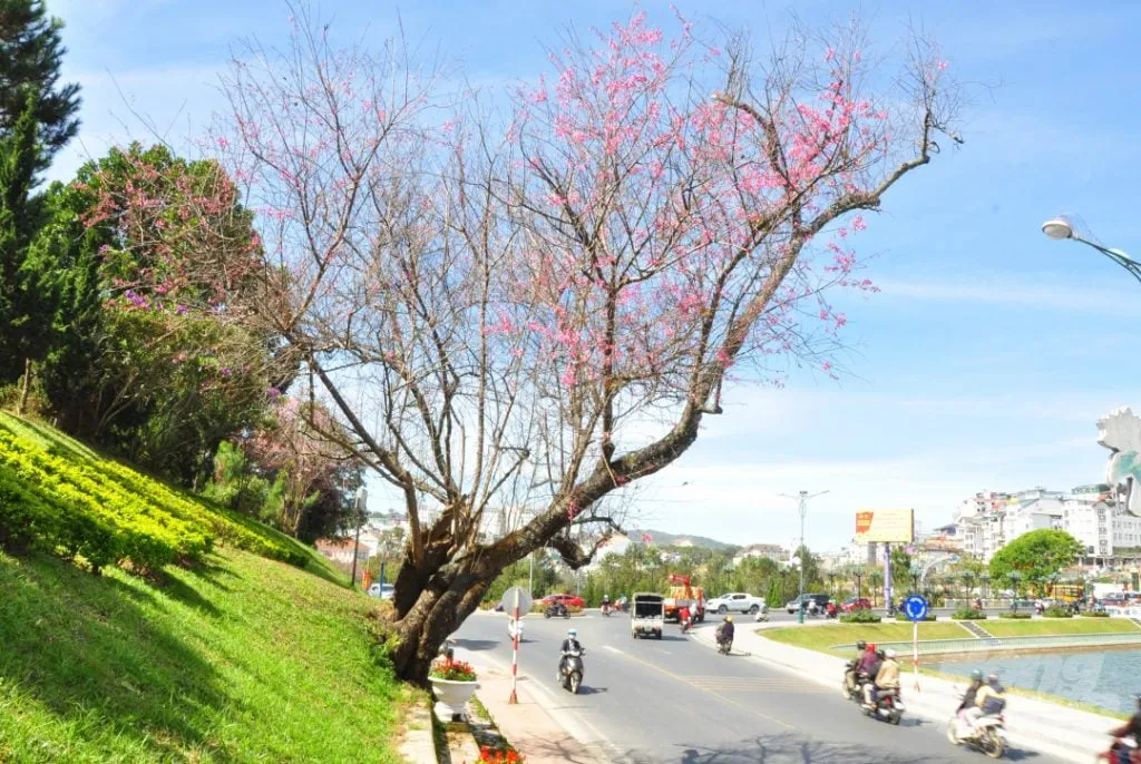 Hoa mai anh đào bên hồ Xuân Hương