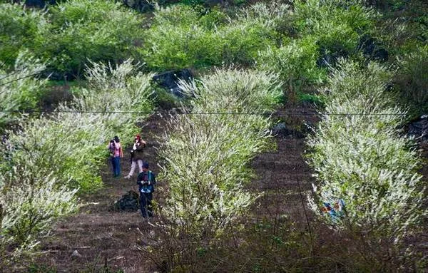 Hoa mận trắng nở rộ trên những cành cây khẳng khiu, tạo nên khung cảnh thơ mộng cho cao nguyên Mộc Châu.