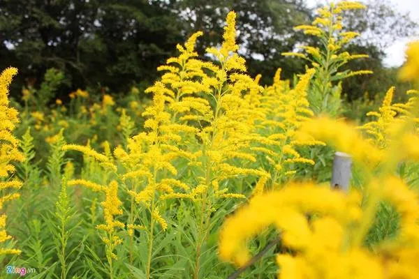 Hoa mimosa vàng rực gần đồi Kochia.