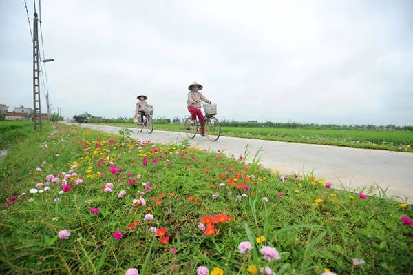 Hoa mười giờ dễ trồng và sinh trưởng nhanh