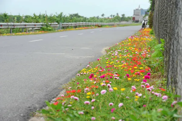 Hoa mười giờ nở rộ vào buổi sáng
