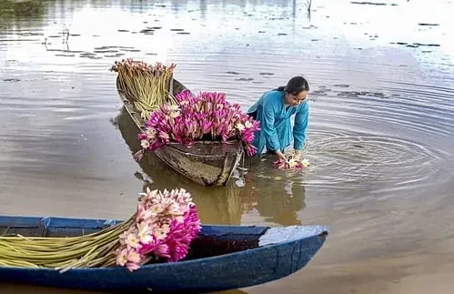 Hoa súng nở rộ trên sông nước miền Tây. Ảnh: Vũ Tường Chiểu.