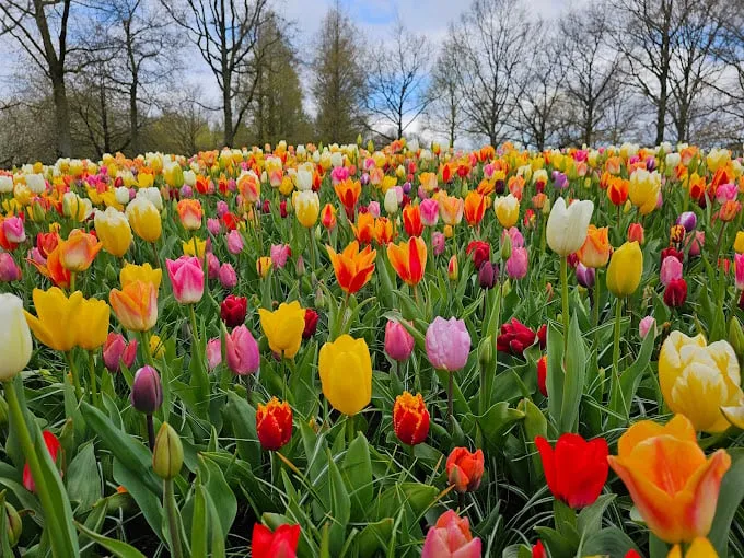 Hoa tulip đủ màu sắc tại vườn hoa Keukenhof