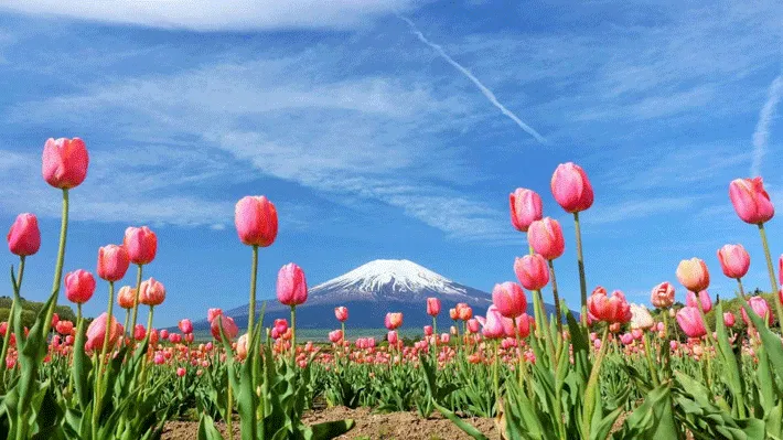 Hoa tulip tại công viên Hanano Miyako