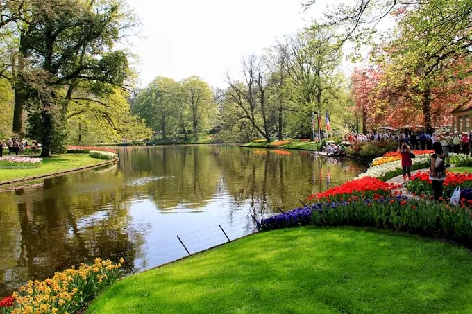 Hoa tulip và hoa thủy tiên vàng nở rộ tại vườn hoa Keukenhof