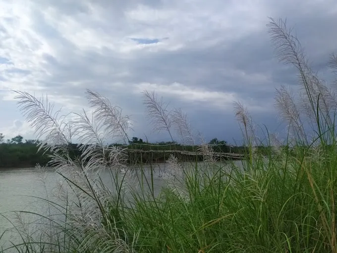 Hoàng hôn trên cầu tre Cẩm Đồng