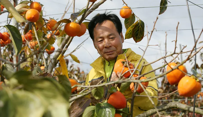 Hồng Hàn Quốc