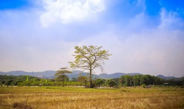 Không gian yên bình nhìn từ chùa Thanh Mai. Ảnh: Chuồn chuồn Kym.