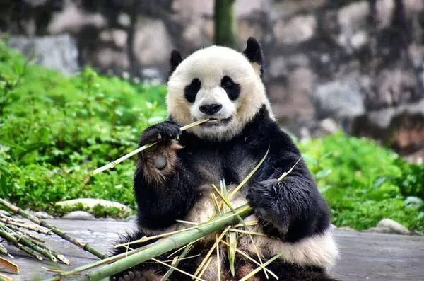 Khu bảo tồn gấu trúc Panda Ark rộng lớn với khung cảnh núi non hùng vĩ