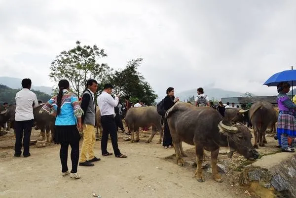 Khu vực bán trâu bò tại chợ phiên Bắc Hà. Nằm trên đồi cao tách biệt, khu này thu hút du khách bởi sự tò mò và khác lạ.