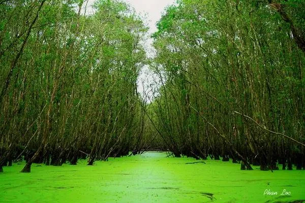 Khung cảnh bình yên trên xuồng ba lá len lỏi qua rừng tràm xanh mướt.