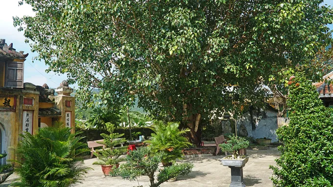 Khuôn viên chùa Hải Tạng với cây cối xanh tươi.