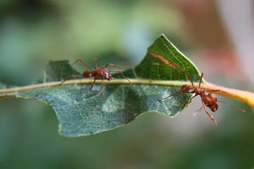 Kiến cắt lá