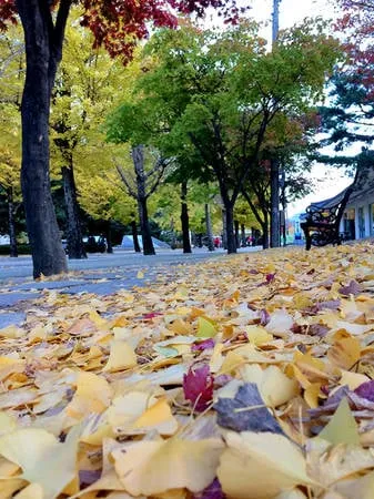 Lá cây chuyển màu vàng rực trong mùa thu Hàn Quốc