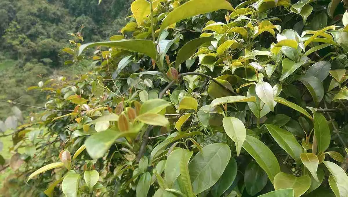 Lá lồm còn gọi là lá giang