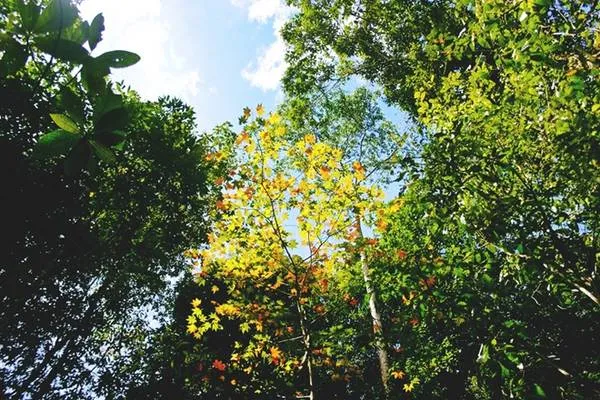 Lá phong chuyển sang màu đỏ và vàng rực rỡ từ tháng 10 đến giữa tháng 12.