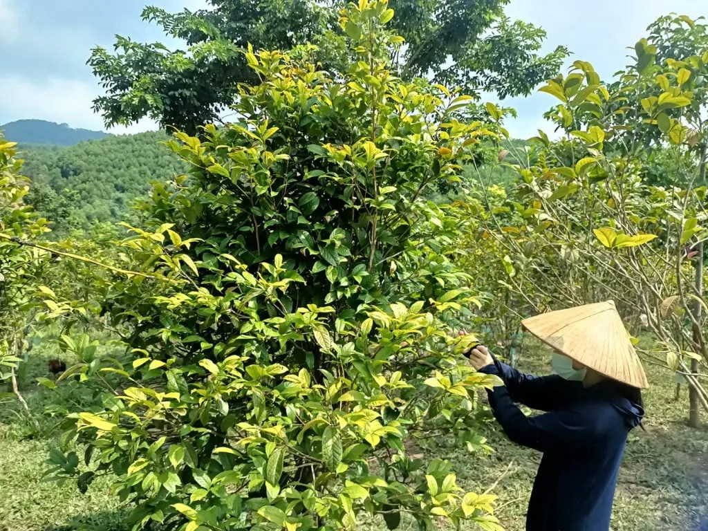 Lá trà cũng có nhiều công dụng. Ảnh: Fb Trà Hoa vàng Ba Chẽ Quảng Ninh.