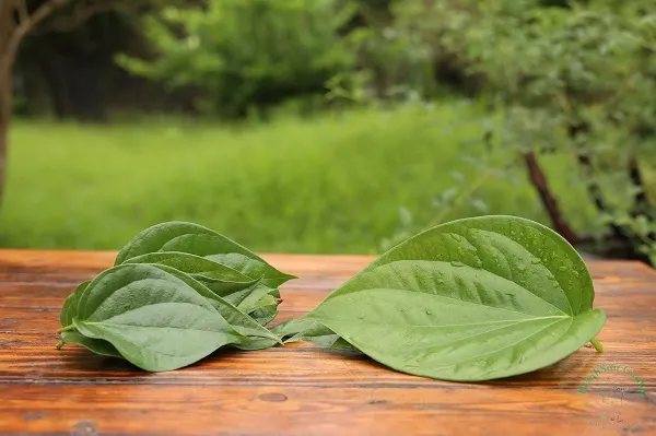 Lá trầu không cho bà bầu